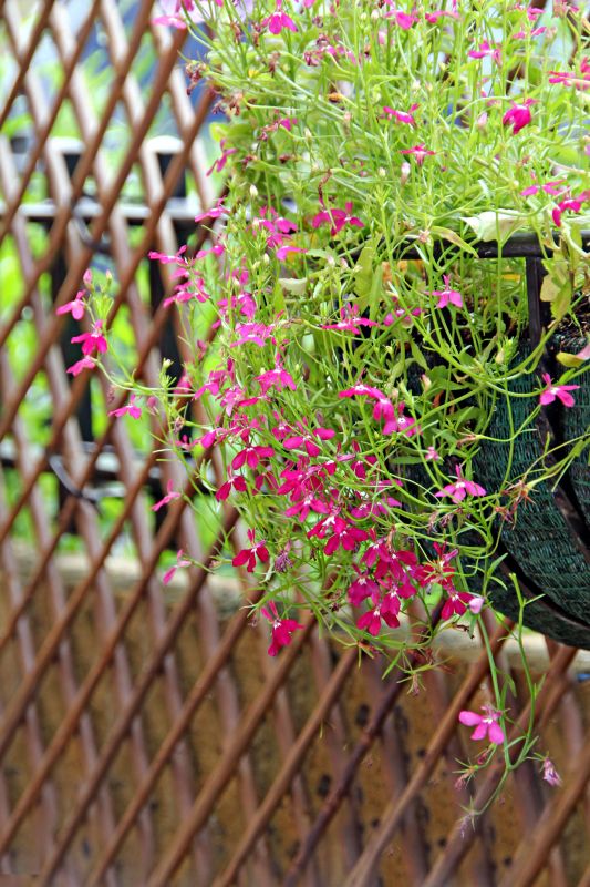 Fence Trellis Installation in Kansas City, KS