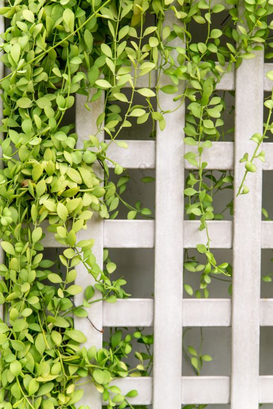 Grape Trellis Installation in Conroe, TX