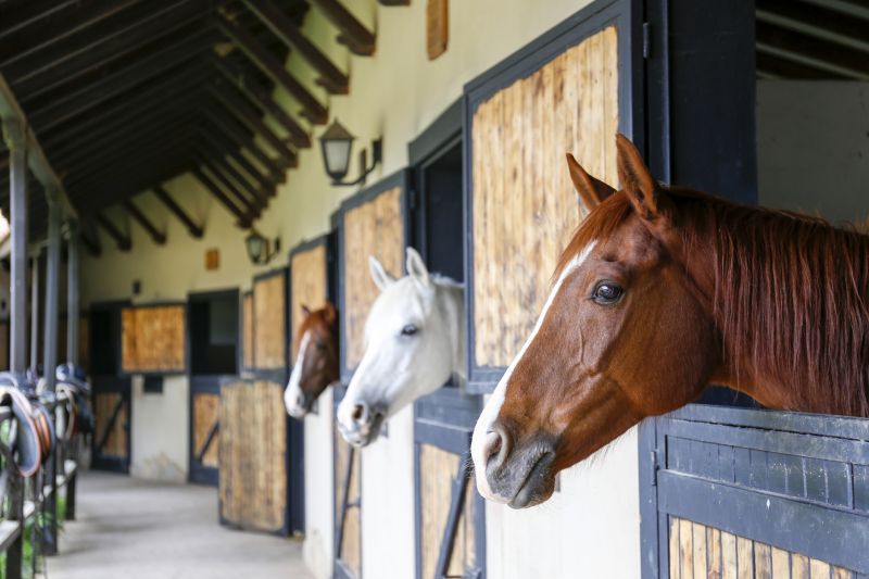 Horse Shelter Construction in Wilmington, NC