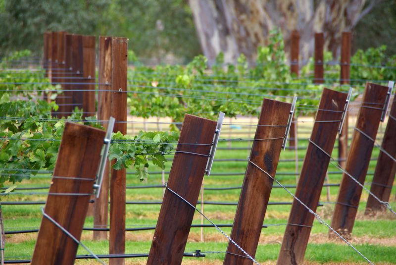 Vineyard Trellis Installation in Conroe, TX