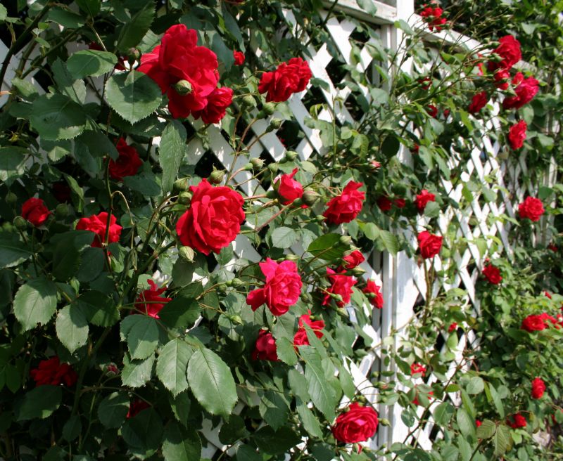 Vineyard Trellis Installation in Kansas City, KS